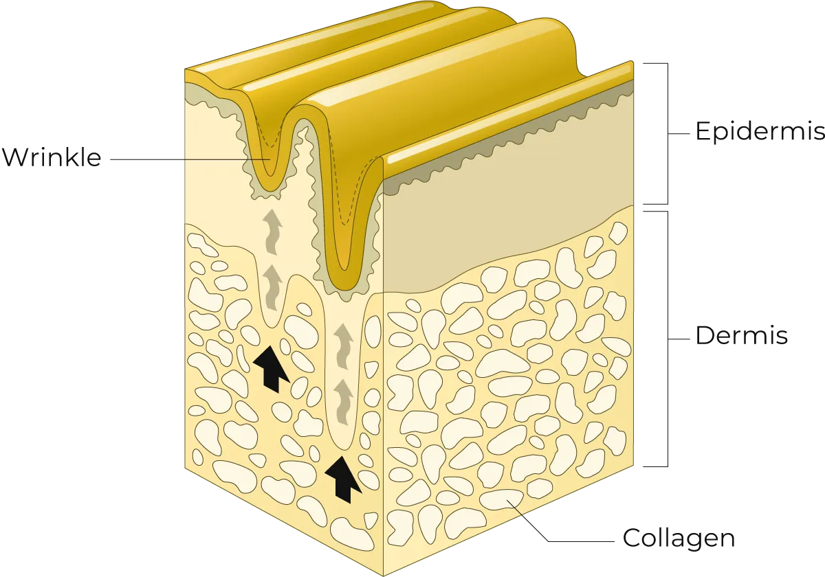 Premium Collagen Beauty Drink