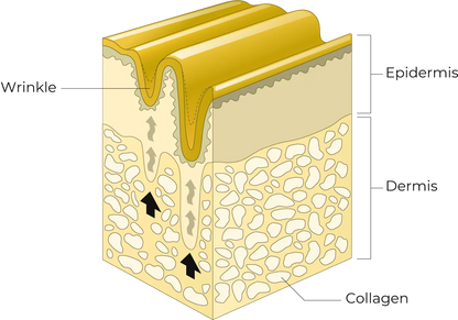 Premium Collagen Beauty Drink